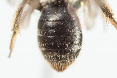 Andrena minutula (Kirby, 1802)