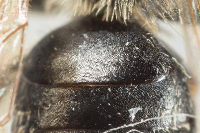  Andrena minutula (Kirby, 1802)