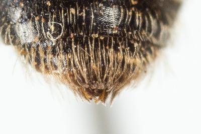  Andrena minutula (Kirby, 1802)