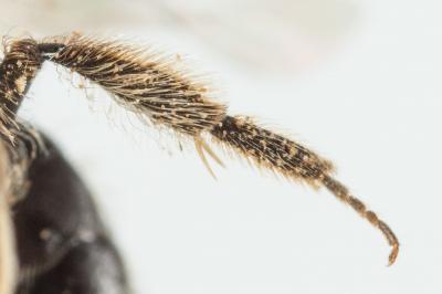  Andrena minutula (Kirby, 1802)