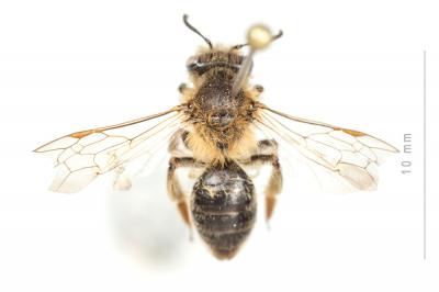  Andrena mitis Schmiedeknecht, 1883