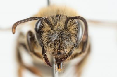  Andrena mitis Schmiedeknecht, 1883