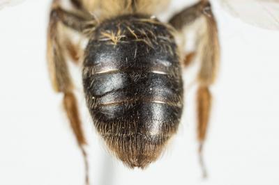  Andrena mitis Schmiedeknecht, 1883