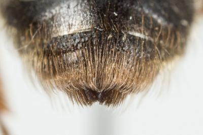  Andrena mitis Schmiedeknecht, 1883