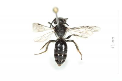  Andrena nana (Kirby, 1802)