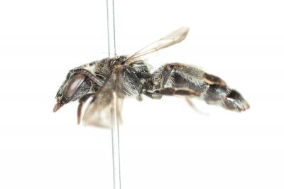  Andrena nana (Kirby, 1802)