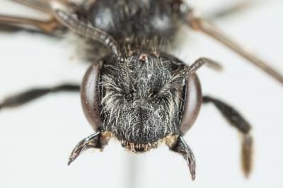  Andrena nana (Kirby, 1802)