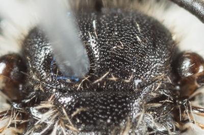  Andrena nana (Kirby, 1802)