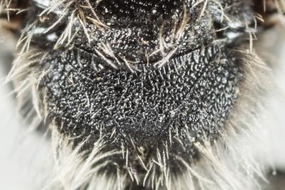  Andrena nana (Kirby, 1802)