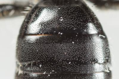  Andrena nana (Kirby, 1802)