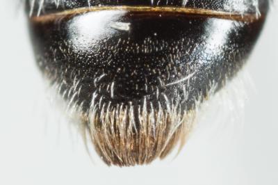  Andrena nana (Kirby, 1802)