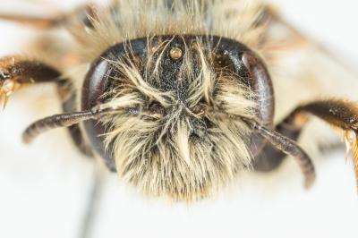  Andrena nigroolivacea Dours, 1873