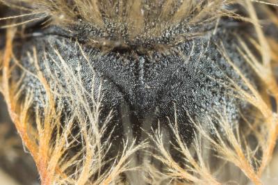  Andrena nigroolivacea Dours, 1873