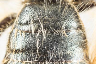 Andrena nigroolivacea Dours, 1873