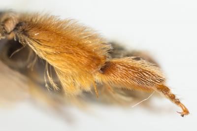  Andrena nigroolivacea Dours, 1873
