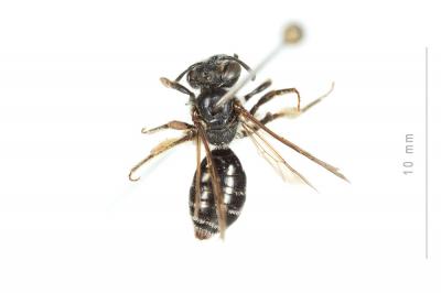  Andrena nitidiuscula Schenck, 1853