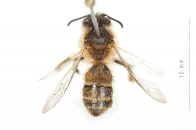  Andrena praecox (Scopoli, 1763)