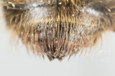  Andrena praecox (Scopoli, 1763)