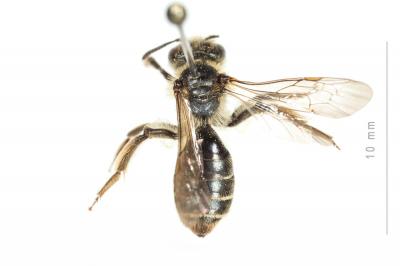  Andrena ranunculi Schmiedeknecht, 1883