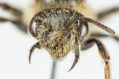  Andrena ranunculi Schmiedeknecht, 1883