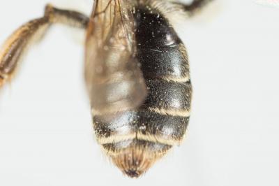  Andrena ranunculi Schmiedeknecht, 1883