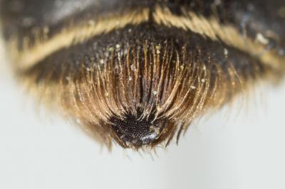  Andrena ranunculi Schmiedeknecht, 1883