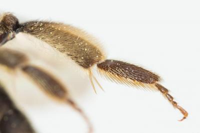  Andrena ranunculi Schmiedeknecht, 1883