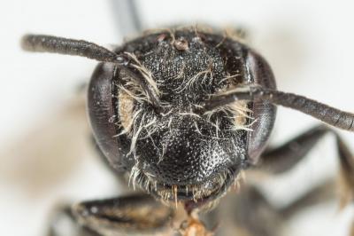  Andrena semilaevis Pérez, 1903