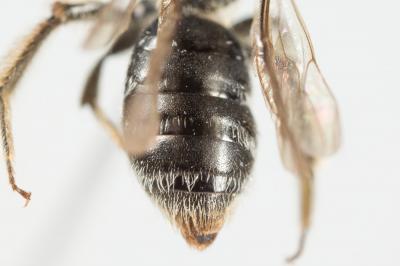  Andrena semilaevis Pérez, 1903