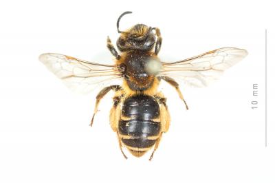  Andrena similis Smith, 1849
