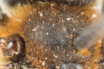  Andrena similis Smith, 1849