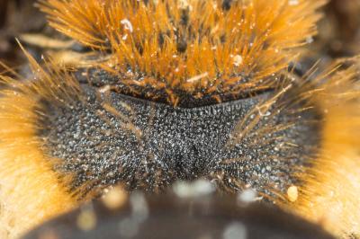  Andrena similis Smith, 1849