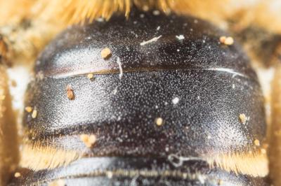  Andrena similis Smith, 1849