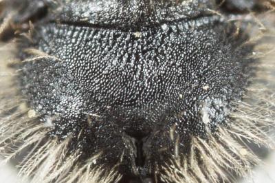 Andrena subopaca Nylander, 1848
