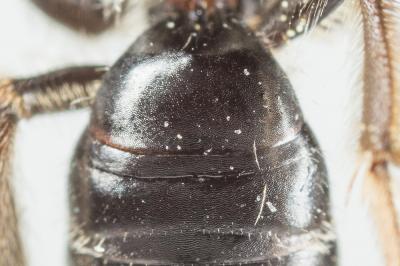  Andrena subopaca Nylander, 1848
