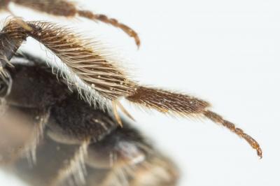  Andrena subopaca Nylander, 1848