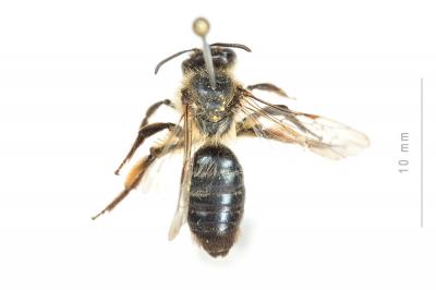  Andrena suerinensis Friese, 1884