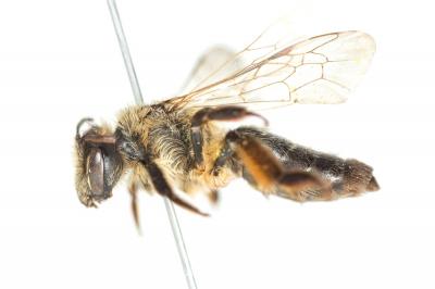  Andrena suerinensis Friese, 1884