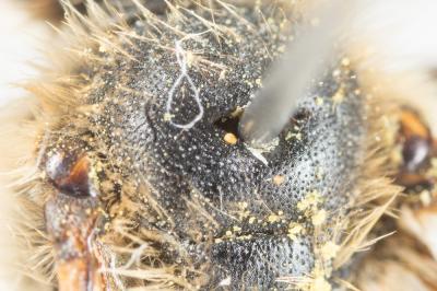  Andrena suerinensis Friese, 1884