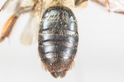  Andrena suerinensis Friese, 1884