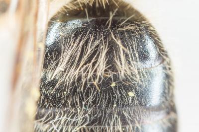  Andrena suerinensis Friese, 1884