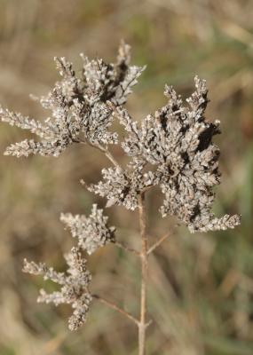Origan commun Origanum vulgare L., 1753