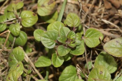 Origan commun Origanum vulgare L., 1753