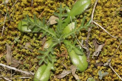 Crupine commune, Crupine vulgaire Crupina vulgaris Cass., 1817