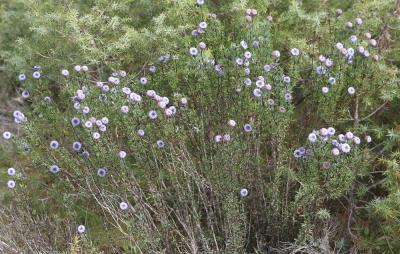 Turbith Globularia alypum L., 1753