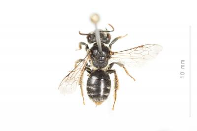  Andrena ventricosa Dours, 1873