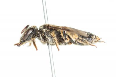  Andrena ventricosa Dours, 1873