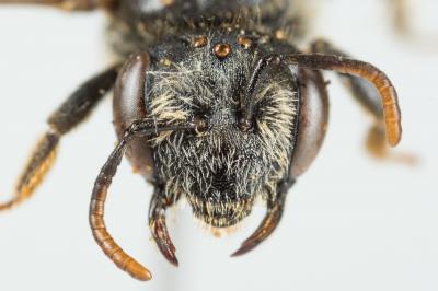  Andrena ventricosa Dours, 1873