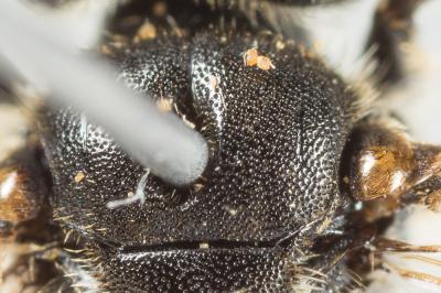  Andrena ventricosa Dours, 1873