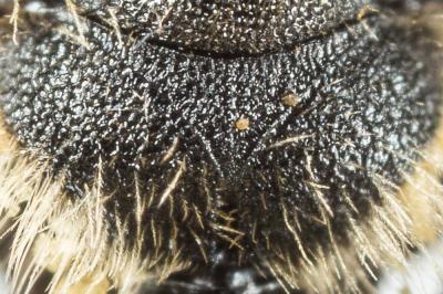  Andrena ventricosa Dours, 1873